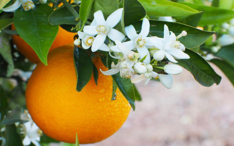 شکوفه پرتقال
